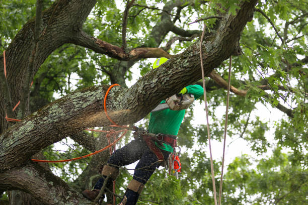 Professional Tree Care in Cloverly, MD