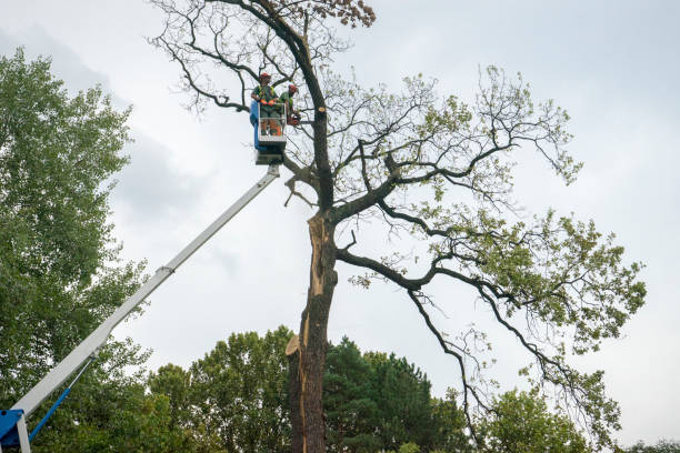 How Our Tree Care Process Works  in  Cloverly, MD